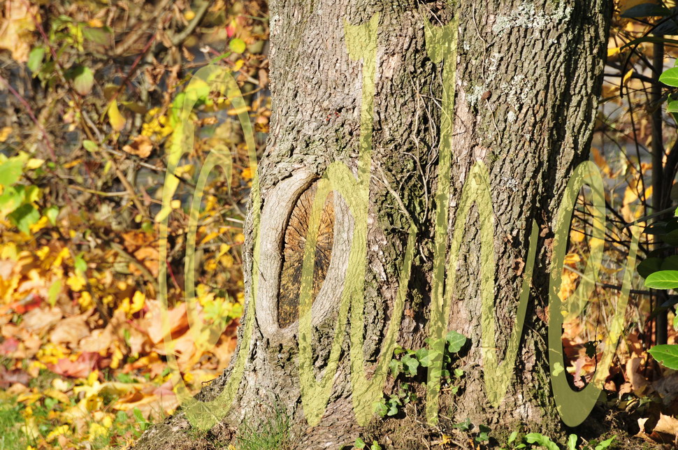 Herbst