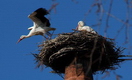Storch